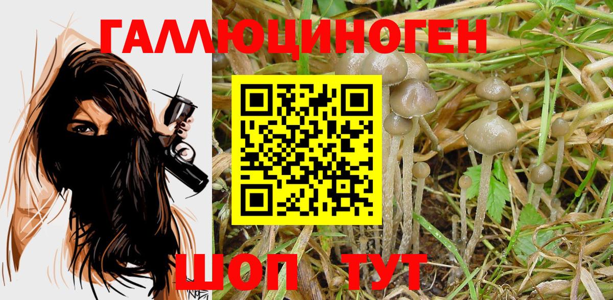 Псилоцибиновые грибы GOLDEN TEACHER Спасск-Дальний